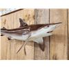 Image 2 : 43" Black Tip Shark Reproduction Fish Taxidermy