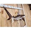 Image 3 : 43" Black Tip Shark Reproduction Fish Taxidermy