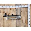 Image 1 : 28" Trout Real Skin Fish Taxidermy