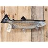 Image 2 : 28" Trout Real Skin Fish Taxidermy