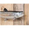 Image 3 : 28" Trout Real Skin Fish Taxidermy