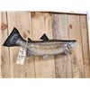 Image 4 : 28" Trout Real Skin Fish Taxidermy