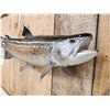 Image 5 : 28" Trout Real Skin Fish Taxidermy