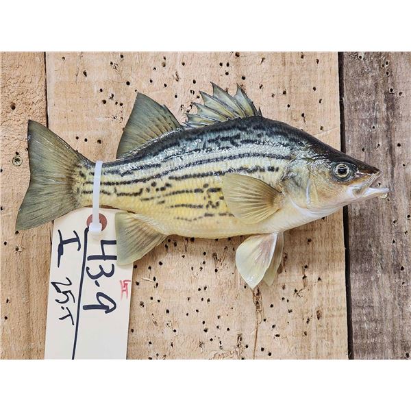 10" Yellow Bass Real Skin Fish Taxidermy