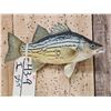 Image 1 : 10" Yellow Bass Real Skin Fish Taxidermy