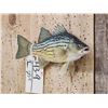 Image 2 : 10" Yellow Bass Real Skin Fish Taxidermy