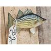 Image 3 : 10" Yellow Bass Real Skin Fish Taxidermy