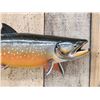 Image 2 : 28" Arctic Char Real Skin Fish Taxidermy