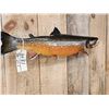 Image 3 : 28" Arctic Char Real Skin Fish Taxidermy
