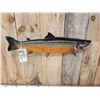 Image 4 : 28" Arctic Char Real Skin Fish Taxidermy