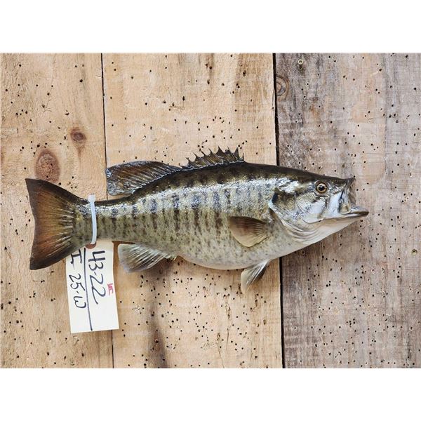 16" Smallmouth Bass Real Skin Fish Taxidermy