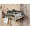 Image 2 : 16" Smallmouth Bass Real Skin Fish Taxidermy