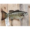 Image 3 : 16" Smallmouth Bass Real Skin Fish Taxidermy