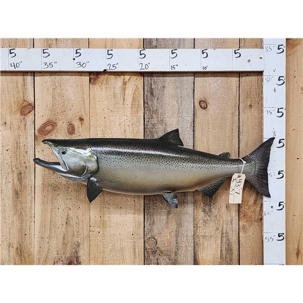 37" King Salmon Real Skin Fish Taxidermy