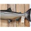 Image 2 : 37" King Salmon Real Skin Fish Taxidermy