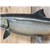 Image 3 : 37" King Salmon Real Skin Fish Taxidermy