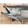 Image 4 : 37" King Salmon Real Skin Fish Taxidermy