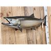 Image 5 : 37" King Salmon Real Skin Fish Taxidermy