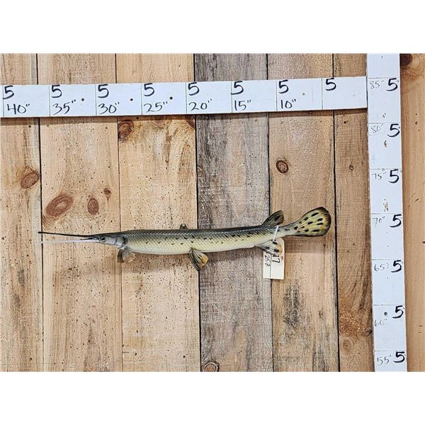 33" Gar Real Skin Fish Taxidermy