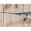 Image 2 : 33" Gar Real Skin Fish Taxidermy