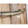 Image 3 : 33" Gar Real Skin Fish Taxidermy