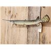 Image 5 : 33" Gar Real Skin Fish Taxidermy