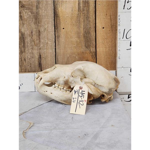 Alaskan Kodiak Brown Bear Skull Taxidermy