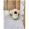 Image 2 : Alaskan Kodiak Brown Bear Skull Taxidermy