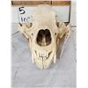 Image 3 : Alaskan Kodiak Brown Bear Skull Taxidermy