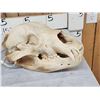 Image 4 : Alaskan Kodiak Brown Bear Skull Taxidermy