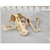 Image 5 : Alaskan Kodiak Brown Bear Skull Taxidermy