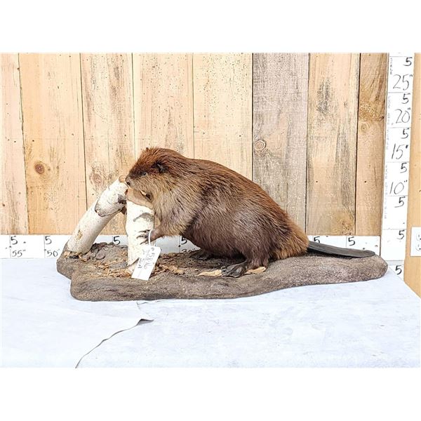 Beaver Chewing On A Log Full Body Taxidermy Mount