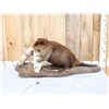 Image 1 : Beaver Chewing On A Log Full Body Taxidermy Mount