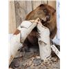 Image 3 : Beaver Chewing On A Log Full Body Taxidermy Mount
