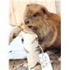 Image 4 : Beaver Chewing On A Log Full Body Taxidermy Mount