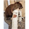 Image 5 : Beaver Chewing On A Log Full Body Taxidermy Mount