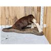Image 6 : Beaver Chewing On A Log Full Body Taxidermy Mount
