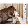 Image 7 : Beaver Chewing On A Log Full Body Taxidermy Mount