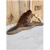 Image 8 : Beaver Chewing On A Log Full Body Taxidermy Mount