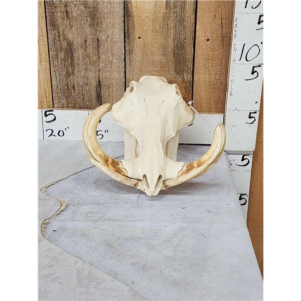 African Warthog Skull Taxidermy