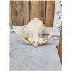 Image 1 : African Warthog Skull Taxidermy
