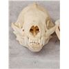 Image 3 : African Honey Badger Skull Taxidermy