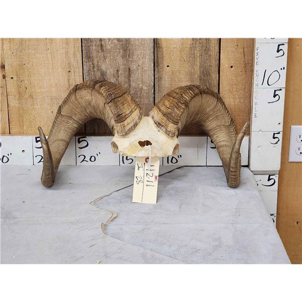 Stone Sheep Horns On Skull Plate Taxidermy