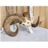 Image 3 : Stone Sheep Horns On Skull Plate Taxidermy