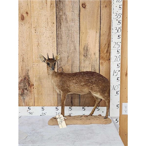 African Grysbok Full Body Taxidermy Mount