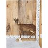 Image 1 : African Grysbok Full Body Taxidermy Mount