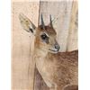 Image 2 : African Grysbok Full Body Taxidermy Mount