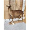 Image 3 : African Grysbok Full Body Taxidermy Mount