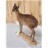 Image 7 : African Grysbok Full Body Taxidermy Mount