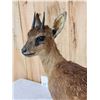 Image 8 : African Grysbok Full Body Taxidermy Mount